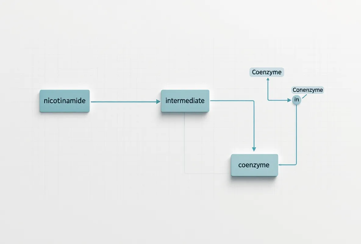 What do cell studies tell you about NAD+ and repairs?